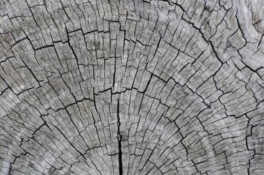 arkaplan için eski ahşap dokusu.