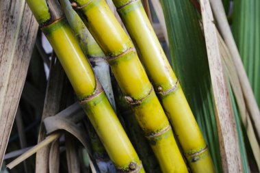 Şeker kamışı bitkileri, şeker kamışı tarlası