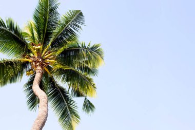 Mavi gökyüzü olan hindistan cevizi palmiyeleri