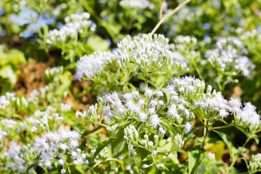Kromolaena odorata bitkisinin beyaz çiçeği