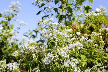 Kromolaena odorata bitkisinin beyaz çiçeği