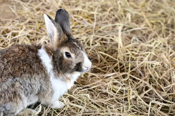 Cute fluffy rabbit in farm