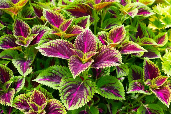 Барвисті Листя Колючого Або Пофарбованої Кропиви Рослини — стокове фото
