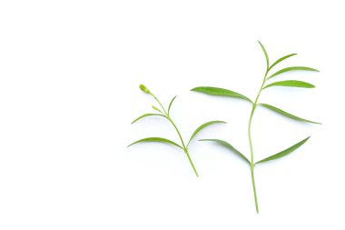 Beyaz arkaplanda taze tarhun.