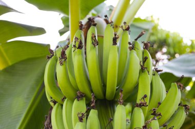 Bir demet yeşil muz.