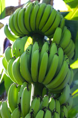 Ağaçta bir demet yeşil muz