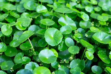 Gotu kola veya centella asiatica. Bahçedeki yeşil bitki yaprakları