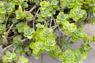 Kalanchoe laksiflora, saksıdaki sulu bitki.