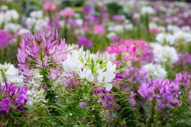 Parktaki Cleome Spinosa çiçeği