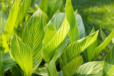 Bahçeye çiçek ekemezsin.