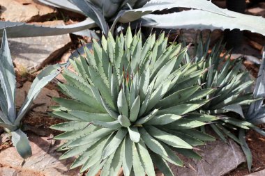 Bahçedeki agav bitki