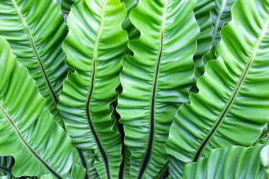 Asplenyum bitkisinin yeşil yaprakları