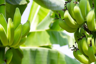 Muz ağacından sarkan taze yeşil muzlar.