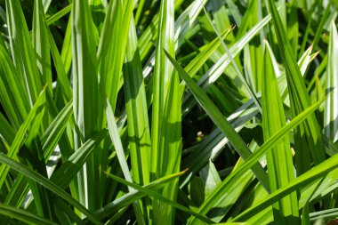 Pandan yaprakları bahçede.