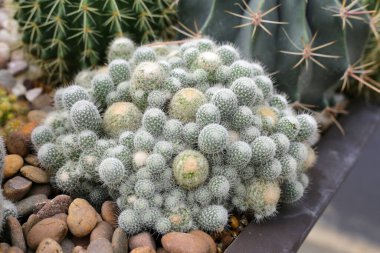 Tencerede güzel bir kaktüs bitkisi