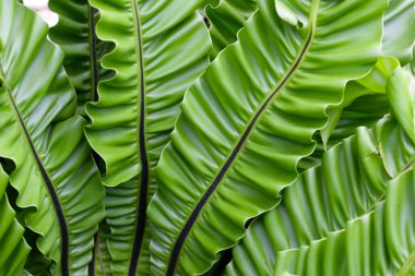 Asplenyum bitkisinin yeşil yaprakları