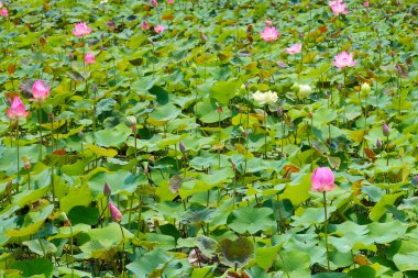 Gölette yeşil yapraklarla açan pembe nilüfer çiçeği. Lotus Gölü, güzel doğa arka planı.