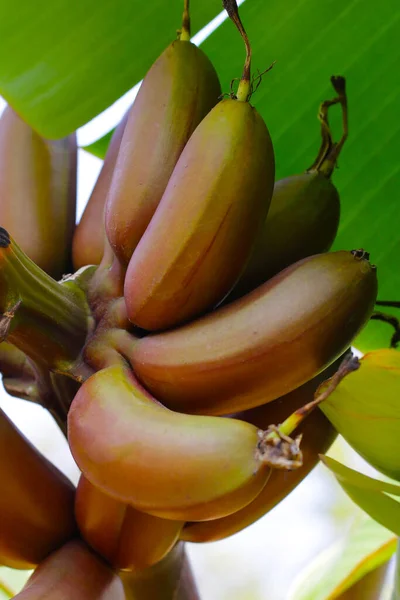Bunch of fresh red bananas hanging from a banana tree