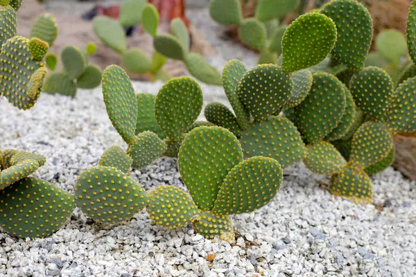 Bunny ear cactus growing on the sand and rocks