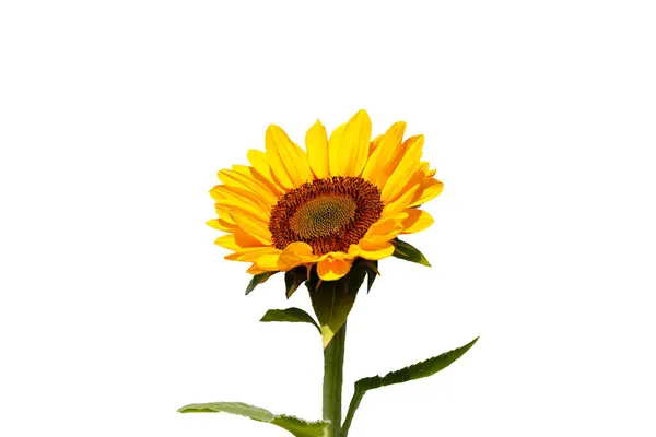Blooming sunflower on white background.