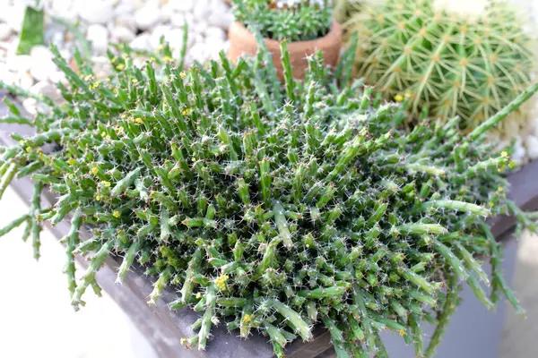 Sarı çiçekli Euphorbia flanaganii. Doğal arkaplan