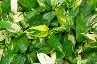 Stachyphrynium bahçedeki çeşitli bitkilerden pişman oldu.