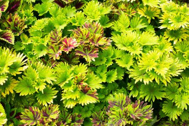 Renkli koleus yaprakları ya da boyalı ısırgan otları