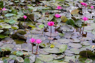 Güzel bir nilüfer. Lotus göleti