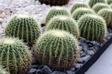 Altın top kaktüsü veya echinocactus grusonii
