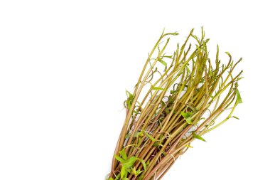 Beyaz zemin üzerinde su konvülvüsü ya da su ıspanağı.