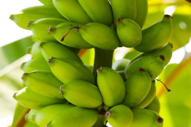 Muz ağacından sarkan taze yeşil muzlar.