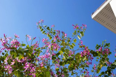 Bauhinia purpurea tree with pink flower