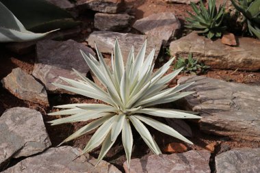 Bahçedeki agav bitki