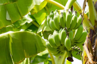 Muz ağacından sarkan taze yeşil muzlar.