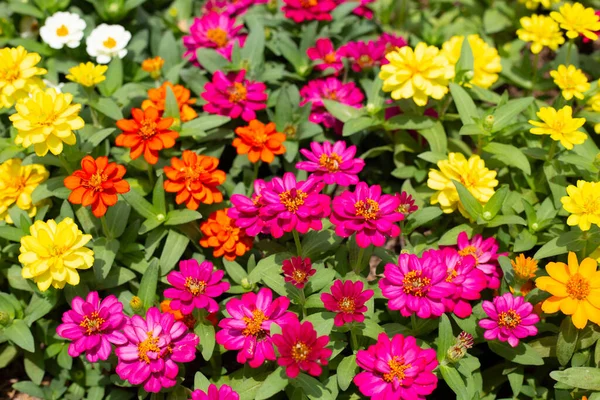 Bahçedeki zinnia çiçeği