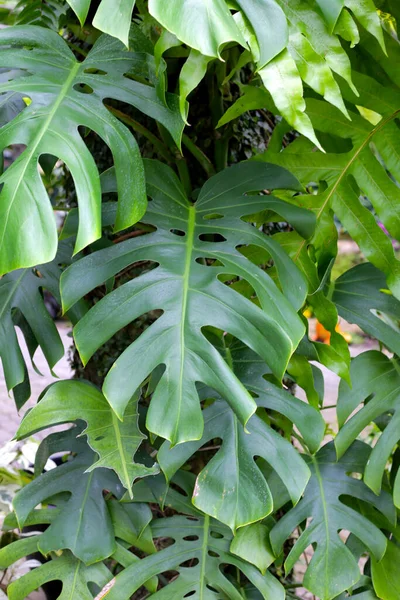 Green leaves of monstera plant