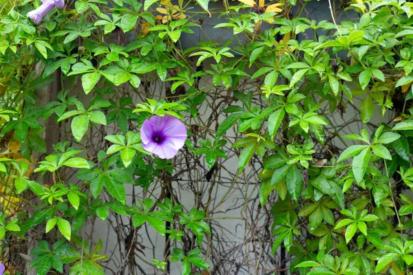 Purple flower of railway creeper plant