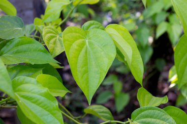 Bahçede yeşil betel yaprakları