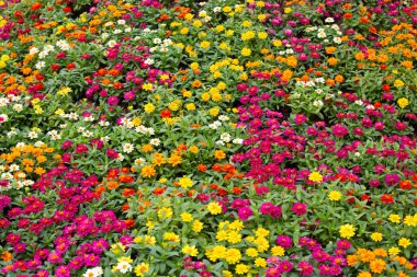 Bahçedeki zinnia çiçeği