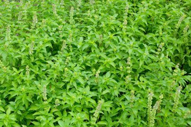 Limon fesleğeni, fesleğen, kıllı fesleğen