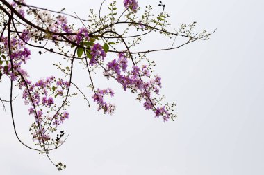 Tayland bungor ağacı (Lagerstroemia loudonii Teijsm ve Binn)