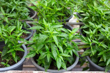 Andrographis bahçede paniklemiş.