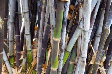 Bahçedeki taze yeşil bambu ağacı