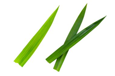 Beyaz arkaplanda yeşil pandan yaprakları.