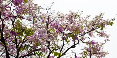 Tayland bungor ağacı (Lagerstroemia loudonii Teijsm ve Binn)