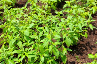 Kıllı fesleğenin taze yeşil yaprakları