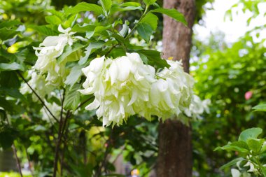 Bahçedeki güzel beyaz Donna çiçeği