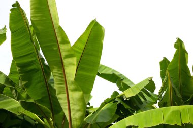 Bahçedeki muz ağacı