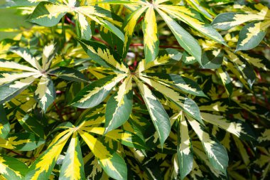Cassava bitkisi (Manihot esculenta). Yeşil ve sarı yapraklar