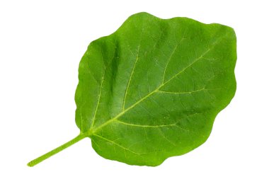 Beyaz arkaplanda patlıcan yaprağı.